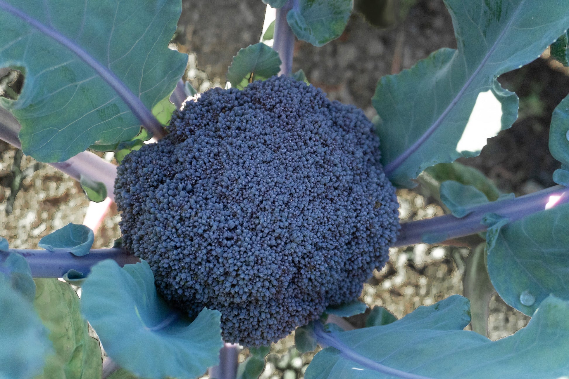 Purple Magic Broccoli Home Gardeners Vegetable – Stunning Appearance and Easy Growth 1