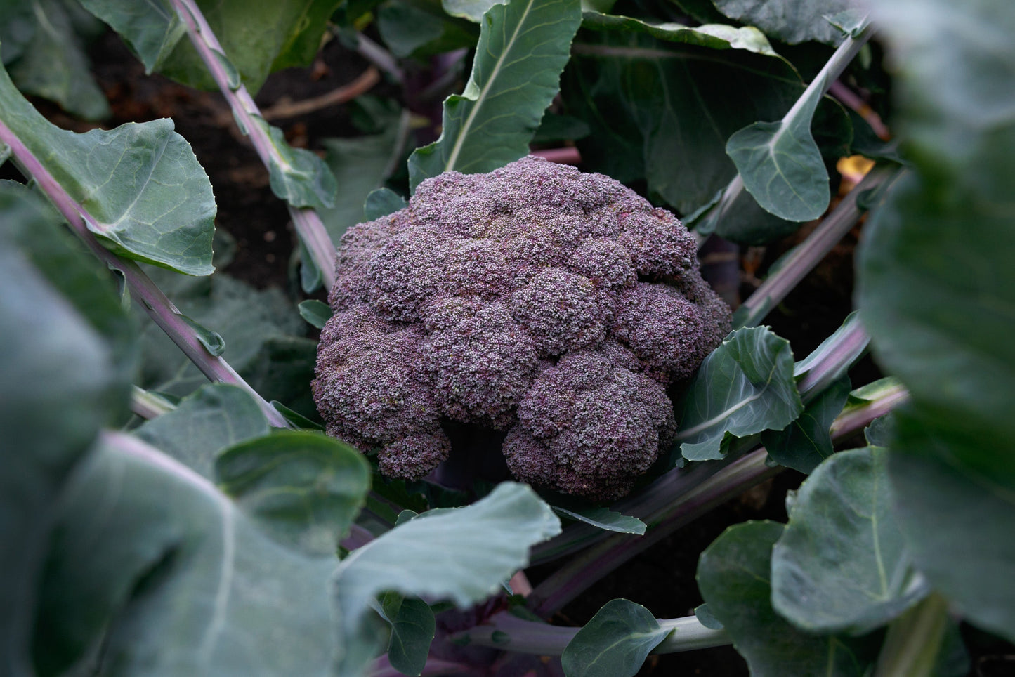 Purple Magic Broccoli Home Gardeners Vegetable – Stunning Appearance and Easy Growth 2