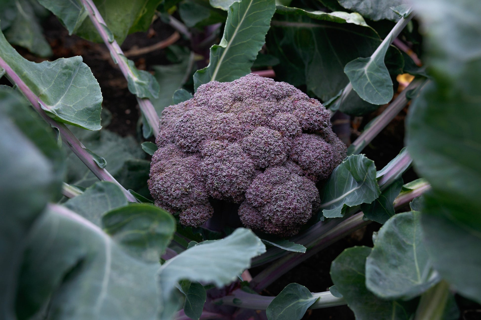 Purple Magic Broccoli Home Gardeners Vegetable – Stunning Appearance and Easy Growth 2