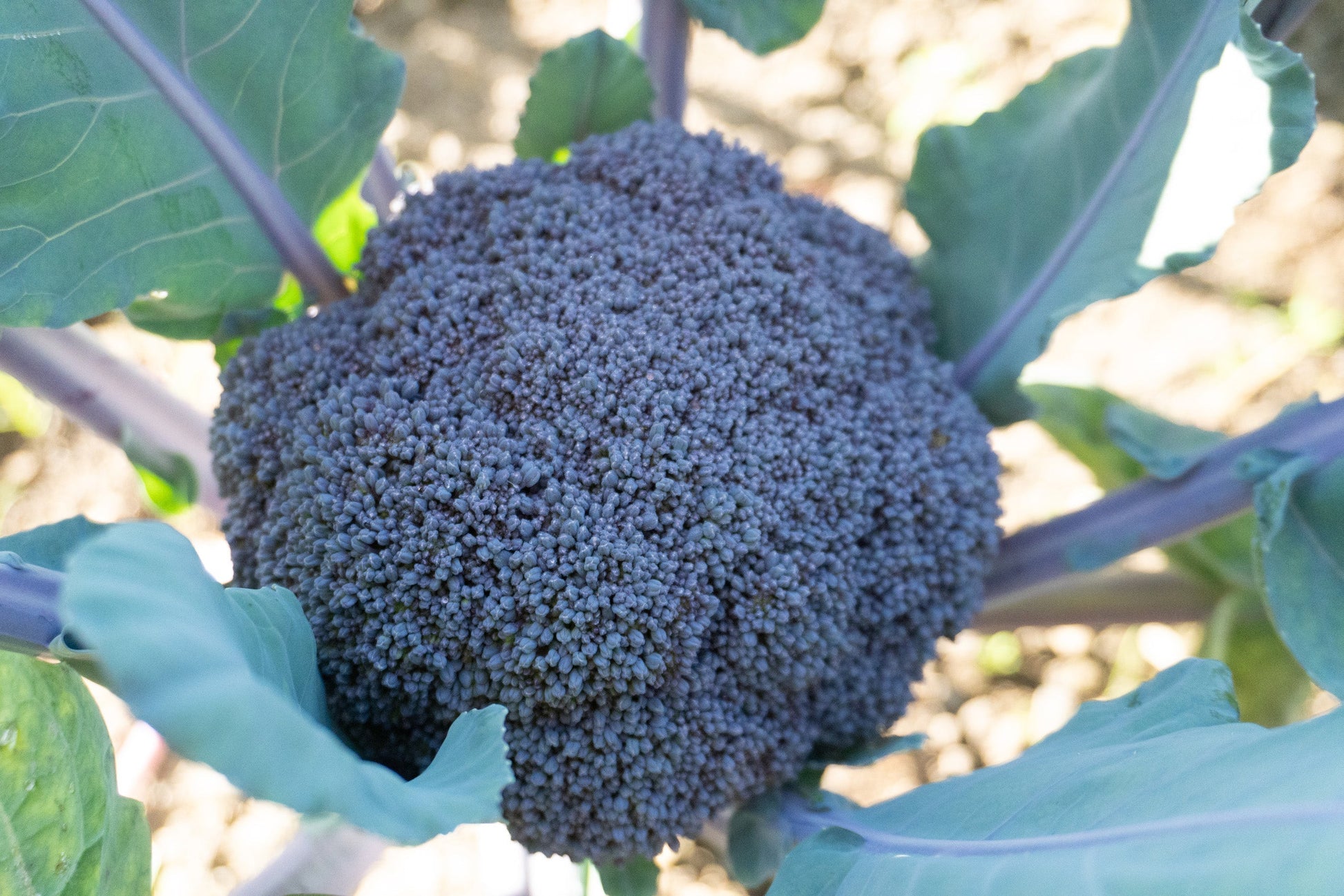 Purple Magic Broccoli Home Gardeners Vegetable – Stunning Appearance and Easy Growth 3