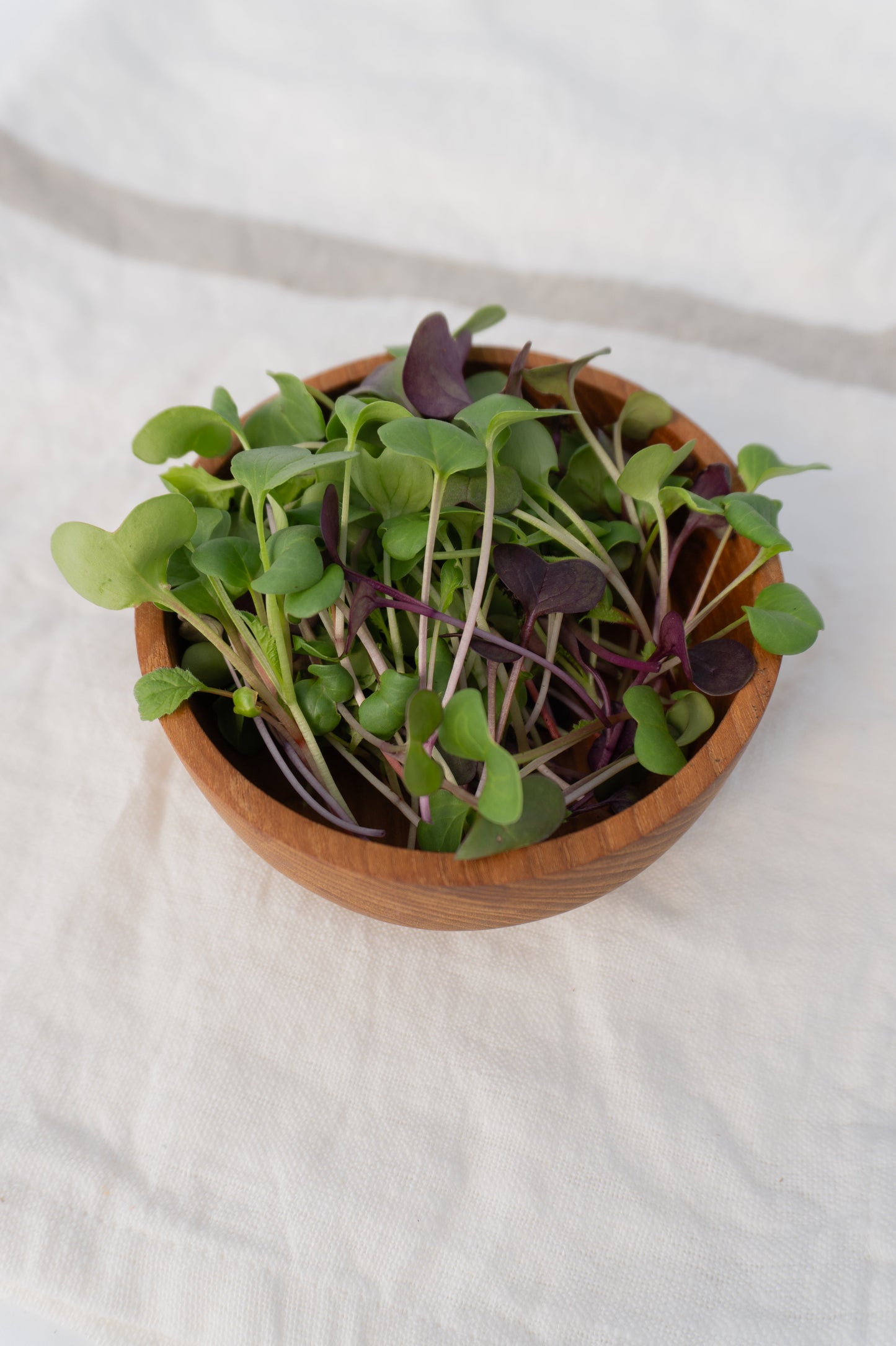 Radical Radish Mix Beginner Microgreen Seeds – Colorful Blend for Fresh Salads 0