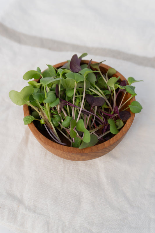 Radical Radish Mix Beginner Microgreen Seeds – Colorful Blend for Fresh Salads 0