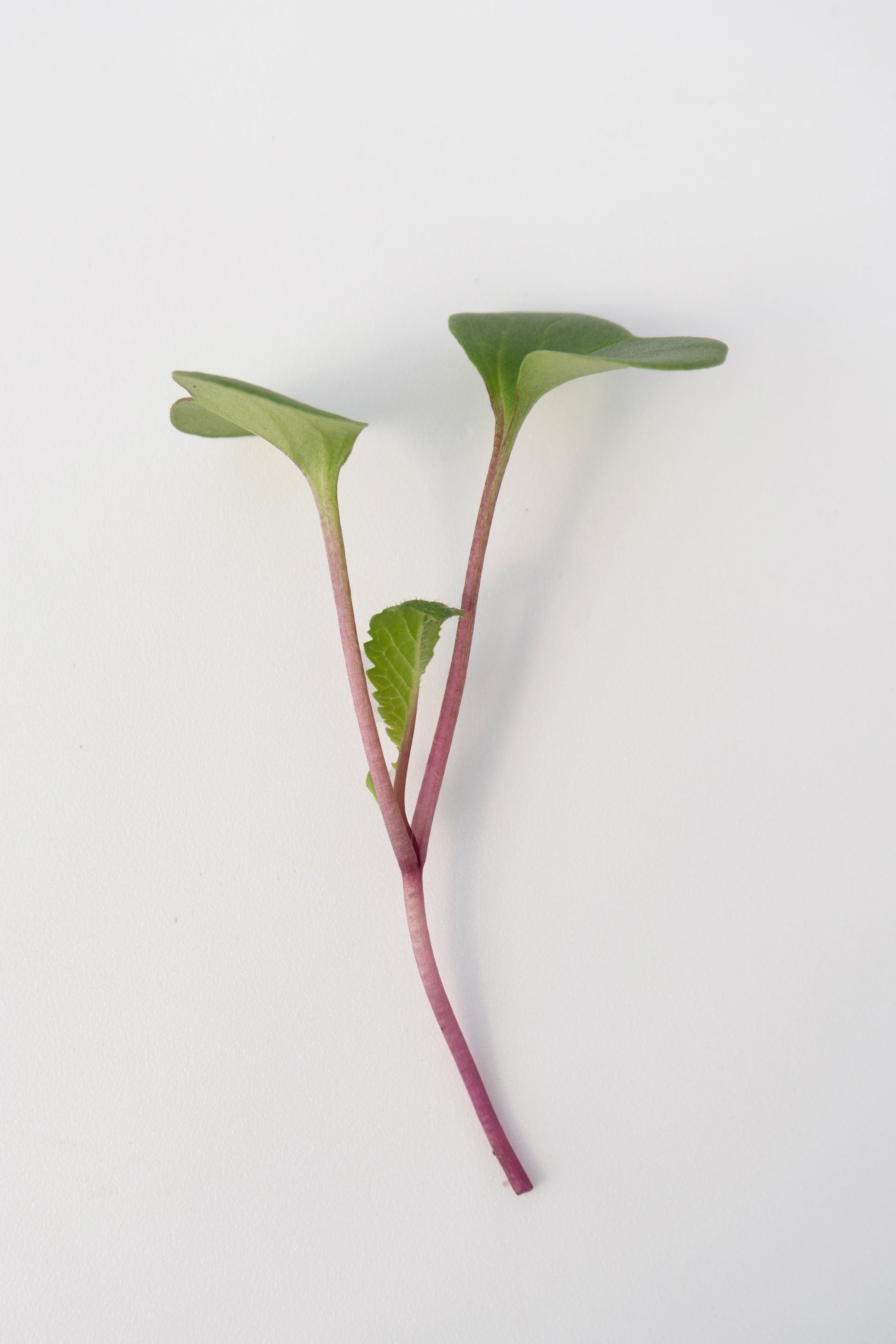Radical Radish Mix Beginner Microgreen Seeds – Colorful Blend for Fresh Salads 1