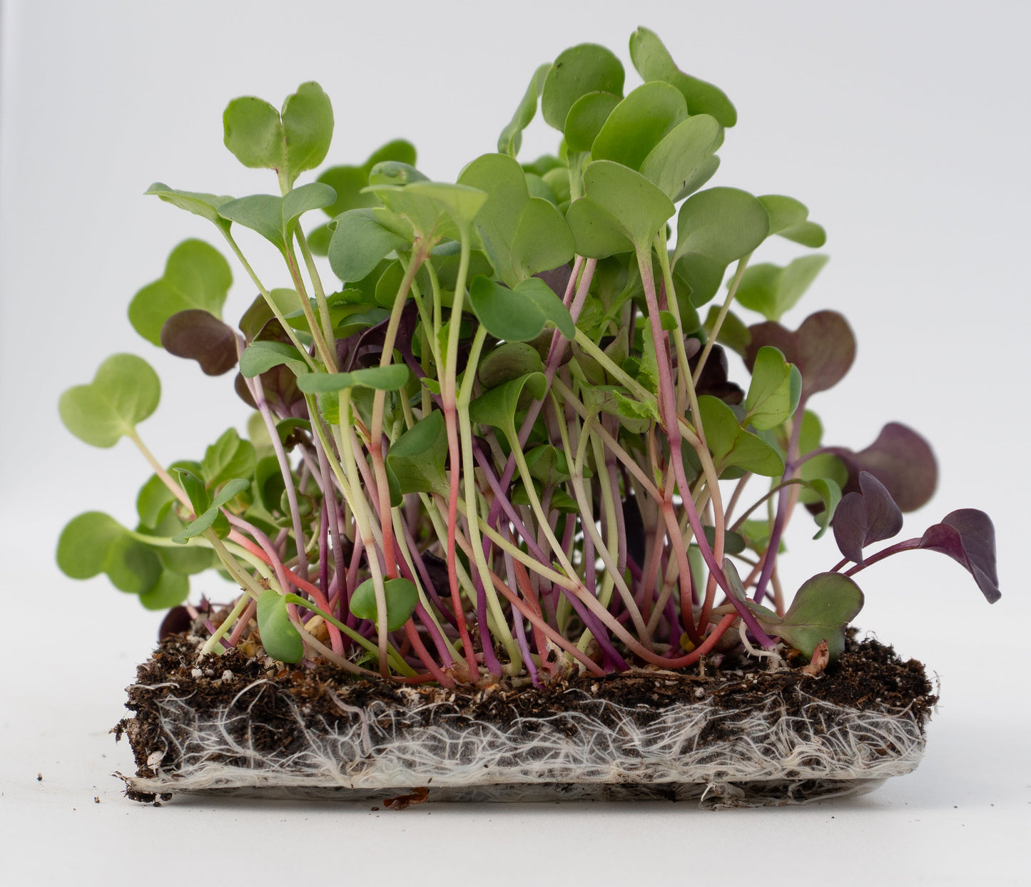 Radical Radish Mix Beginner Microgreen Seeds – Colorful Blend for Fresh Salads 2
