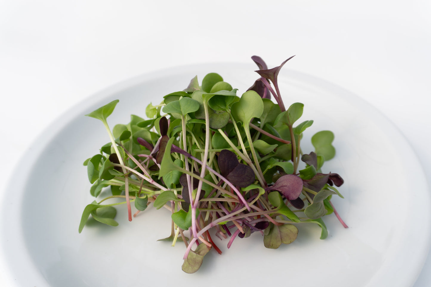 Radical Radish Mix Beginner Microgreen Seeds – Colorful Blend for Fresh Salads 3