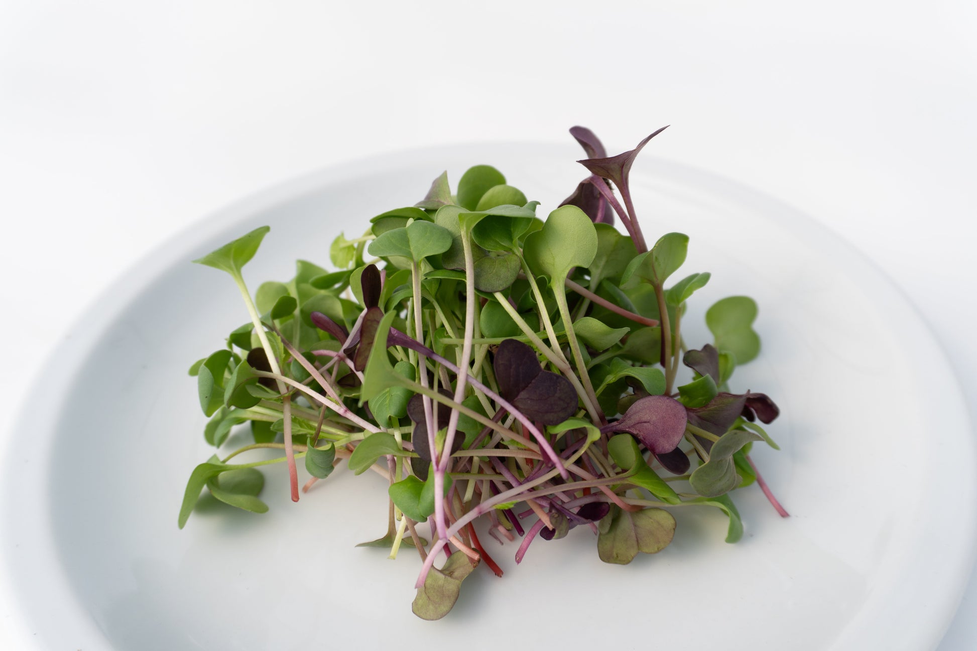 Radical Radish Mix Beginner Microgreen Seeds – Colorful Blend for Fresh Salads 3