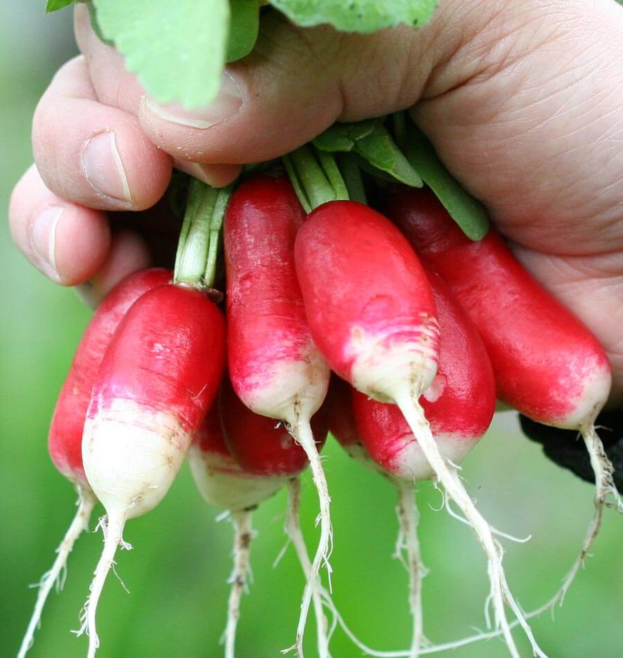 Randy French Breakfast Radish Seeds – Easy Sowing Seed Tape for Fresh, Crisp Salads 0