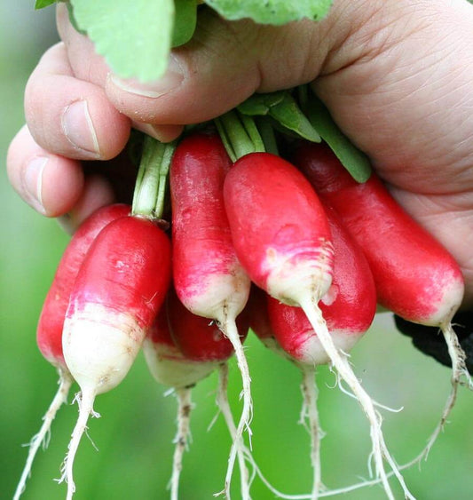 Randy French Breakfast Radish Seeds – Easy Sowing Seed Tape for Fresh, Crisp Salads 0