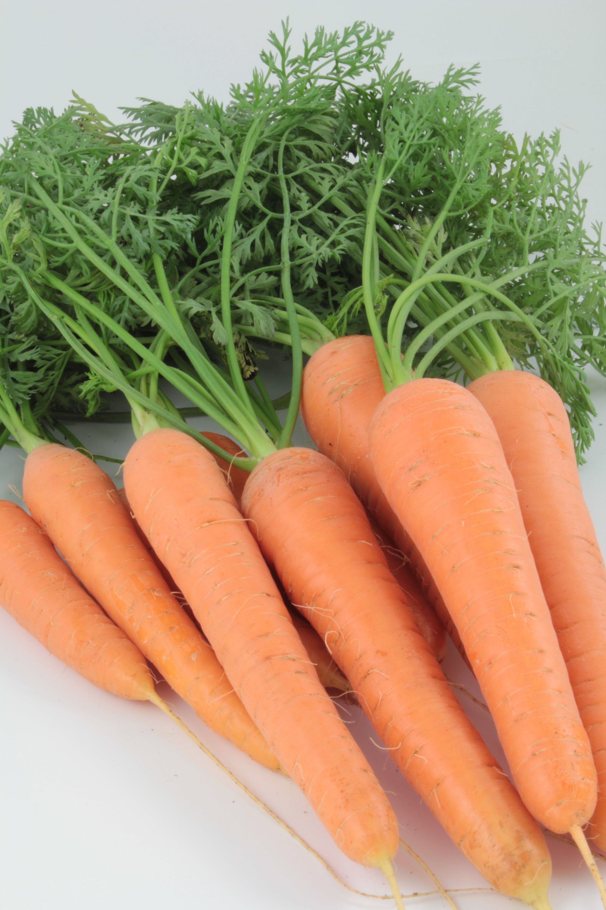 Randy Organic Nantes Carrot Seeds – Rust Fly Resistant Variety for Sweet, Crunchy Home Gardening 0