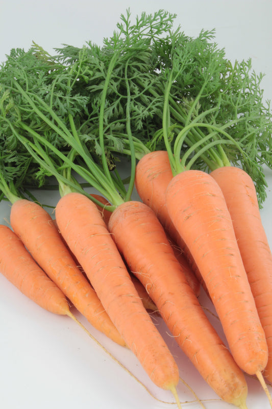 Randy Organic Nantes Carrot Seeds – Rust Fly Resistant Variety for Sweet, Crunchy Home Gardening 0