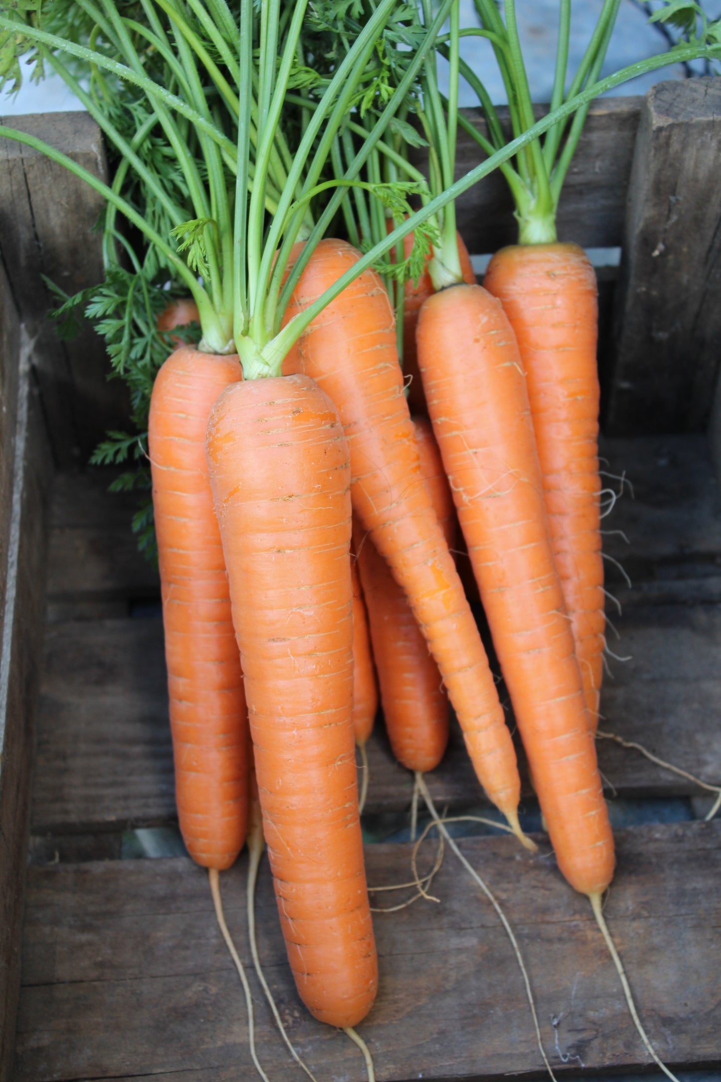 Randy Organic Nantes Carrot Seeds – Rust Fly Resistant Variety for Sweet, Crunchy Home Gardening 1