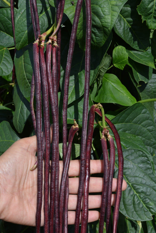 Raven Gardeners' Vegetable Seeds – Unique Yard-Long Beans for Thriving Hot Weather Harvests 0