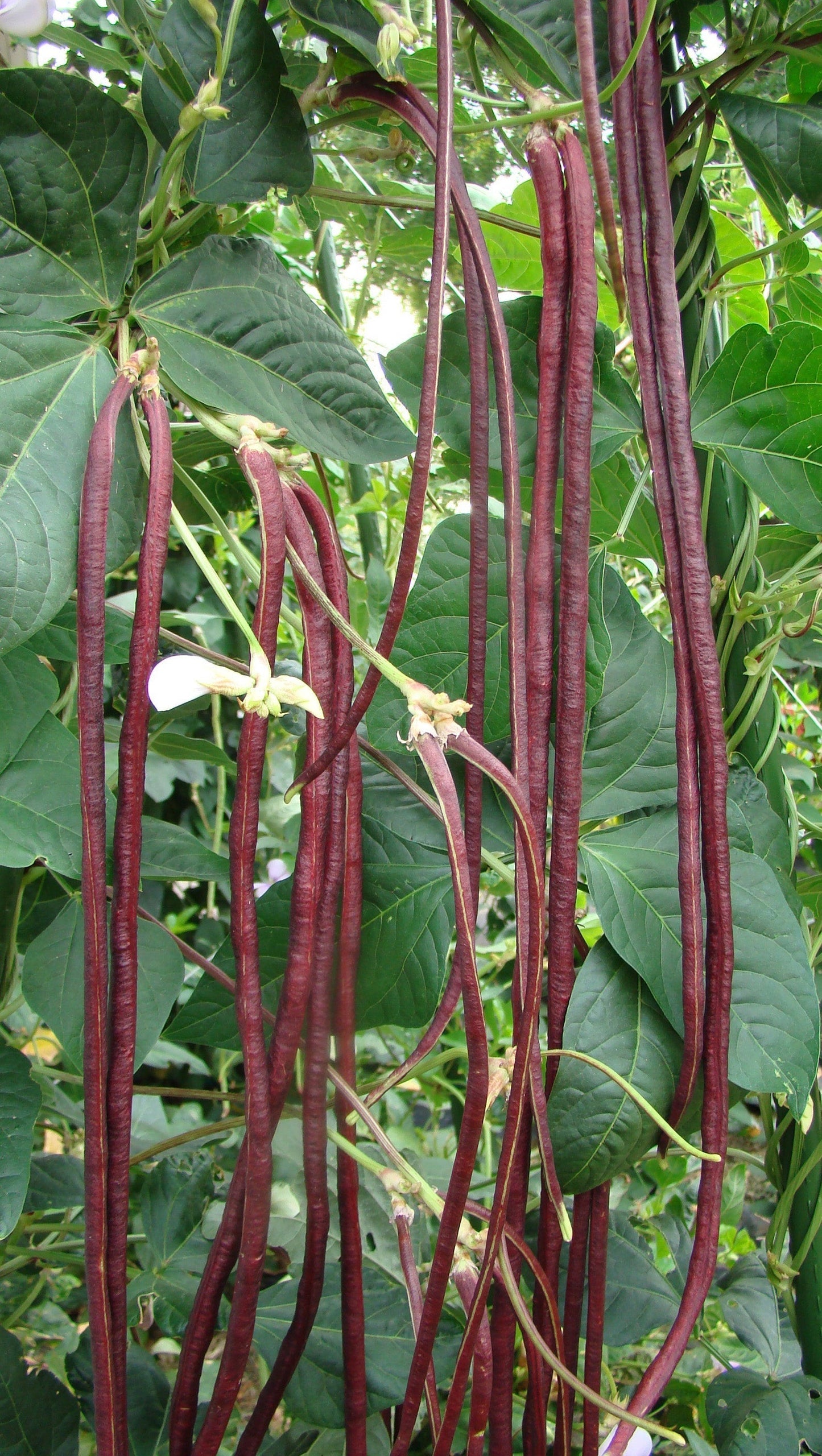 Raven Gardeners' Vegetable Seeds – Unique Yard-Long Beans for Thriving Hot Weather Harvests 1