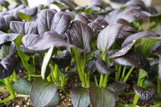 Ravishing Culinary Herb – Vibrant Red Tah Tsai Leaves for Flavorful Salads and Stir-Fries 0