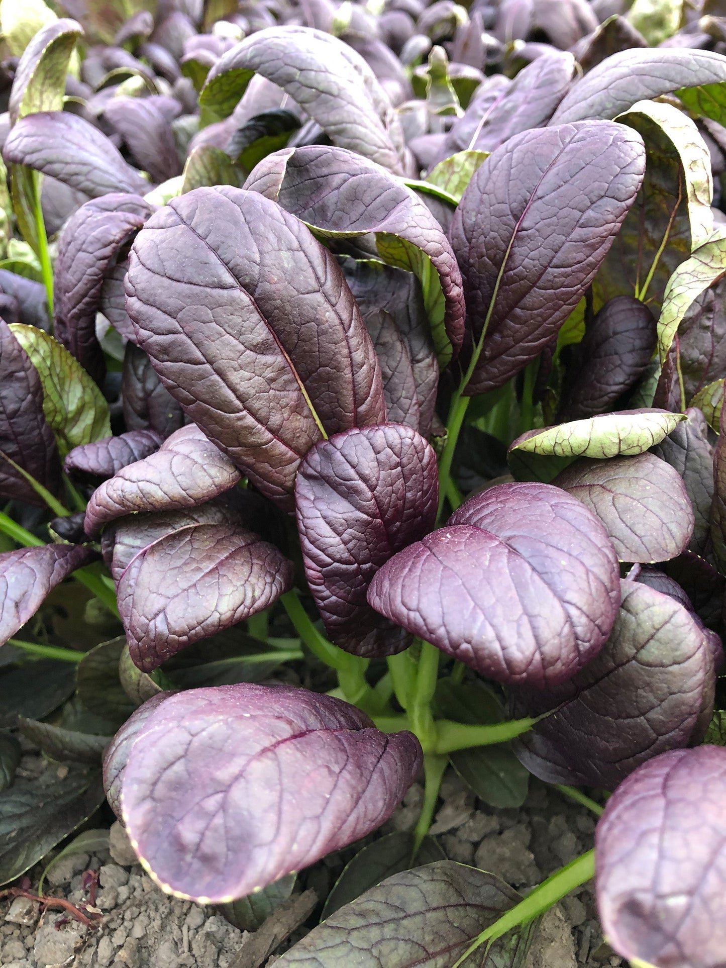 Ravishing Culinary Herb – Vibrant Red Tah Tsai Leaves for Flavorful Salads and Stir-Fries 1