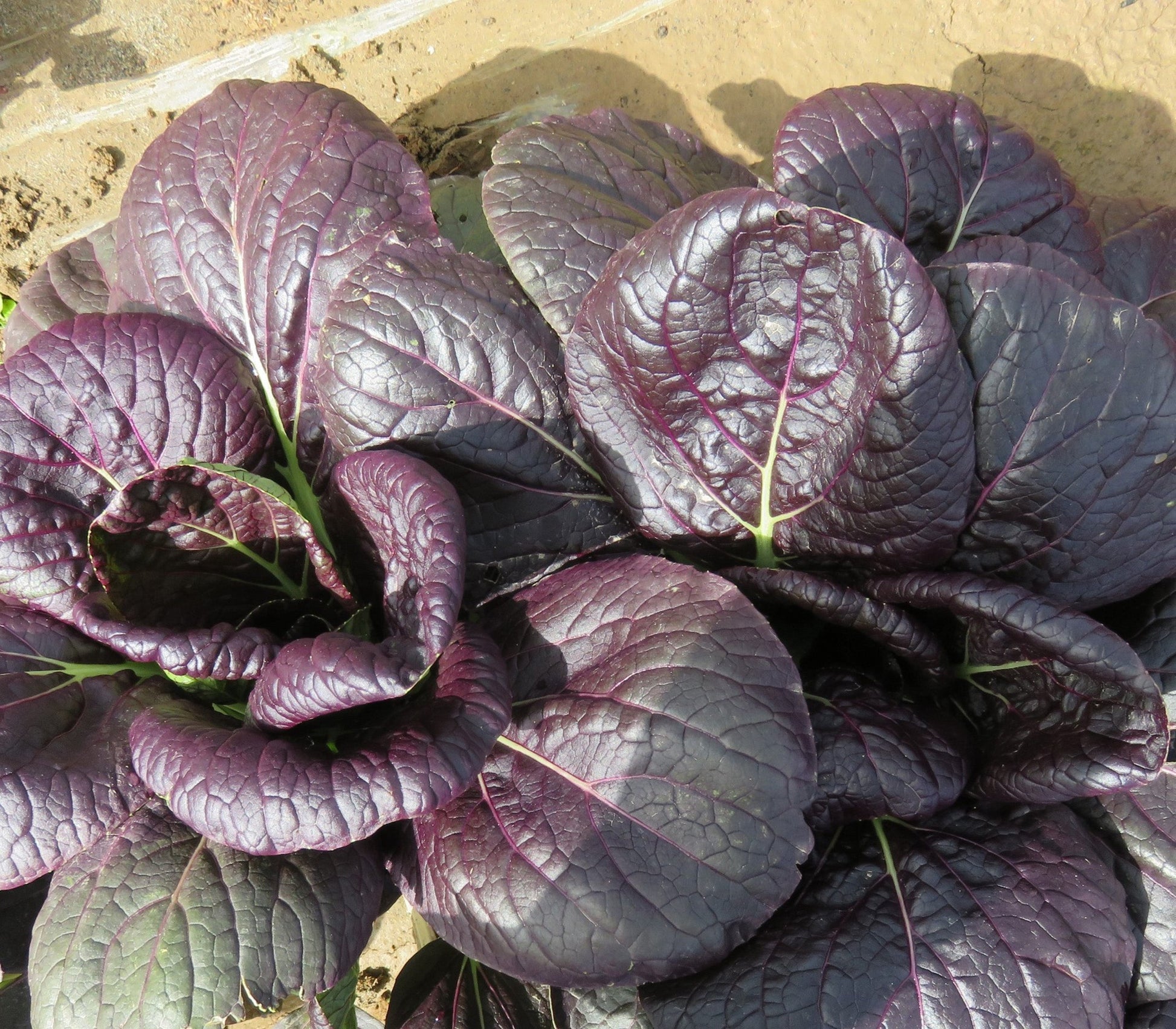 Ravishing Culinary Herb – Vibrant Red Tah Tsai Leaves for Flavorful Salads and Stir-Fries 2
