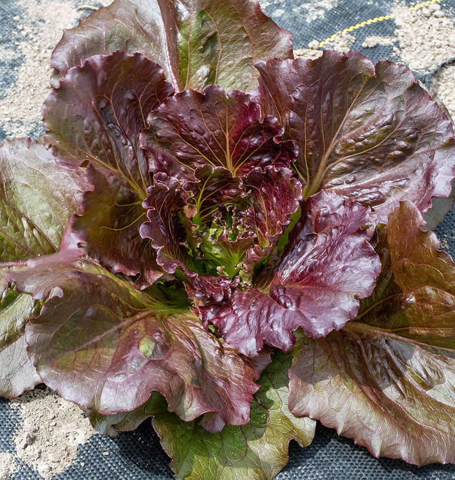 Ravishing Garden Red Iceberg Lettuce – Crisp Texture for Nutritious Summer Salads 0