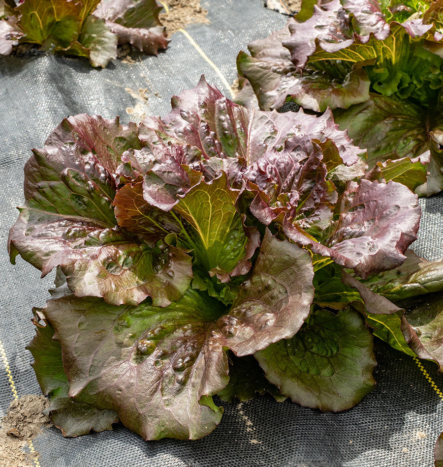 Ravishing Garden Red Iceberg Lettuce – Crisp Texture for Nutritious Summer Salads 1