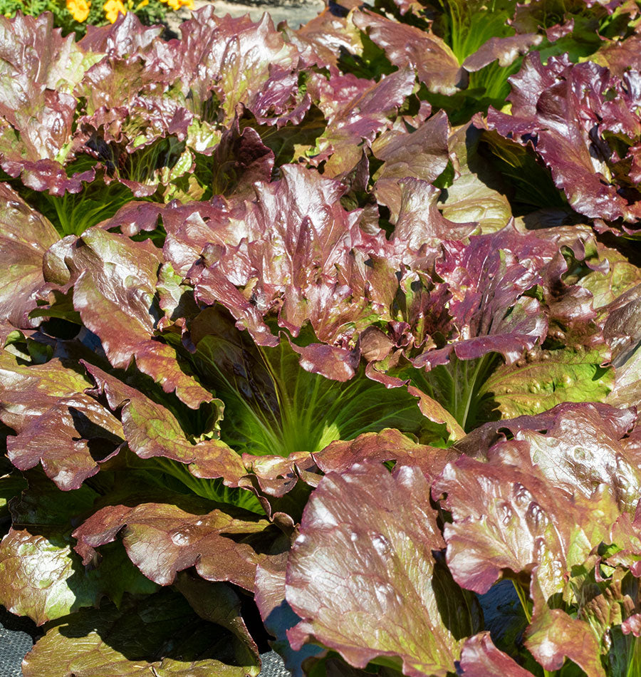 Ravishing Garden Red Iceberg Lettuce – Crisp Texture for Nutritious Summer Salads 2