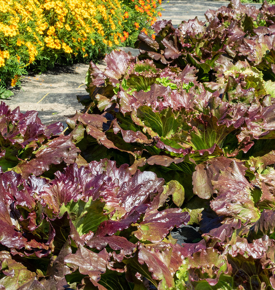 Ravishing Garden Red Iceberg Lettuce – Crisp Texture for Nutritious Summer Salads 3