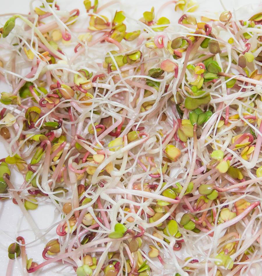 Ravishing Radish Organic Sprouts – Flavorful Nutrient-Dense Addition to Your Diet 0