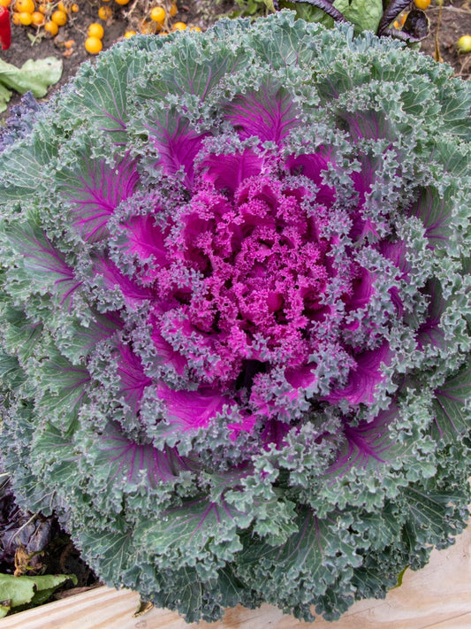 Ravishing Rainbow Candy Crush F1 Edible Kale – Stunning Ornamental Plant with Culinary Versatility 0