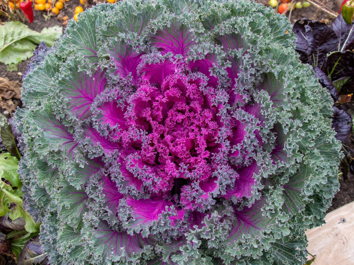 Ravishing Rainbow Candy Crush F1 Edible Kale – Stunning Ornamental Plant with Culinary Versatility 1