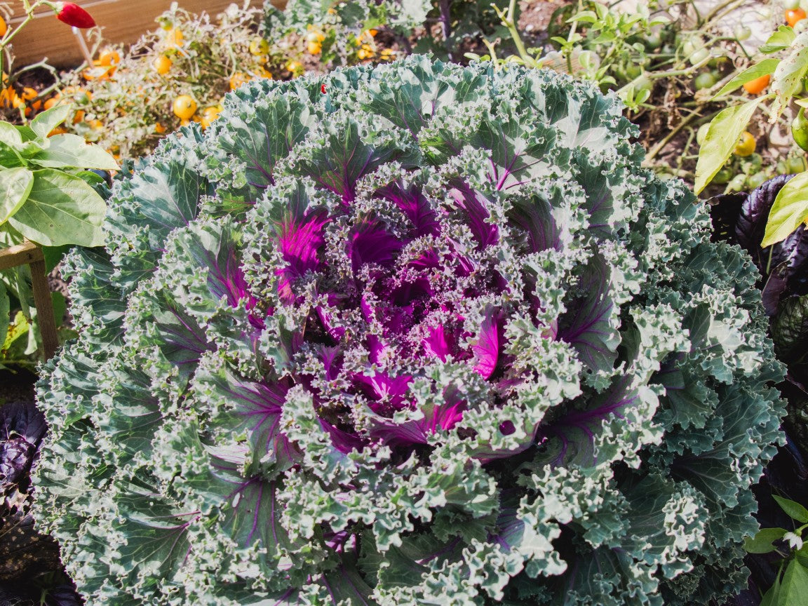 Ravishing Rainbow Candy Crush F1 Edible Kale – Stunning Ornamental Plant with Culinary Versatility 2