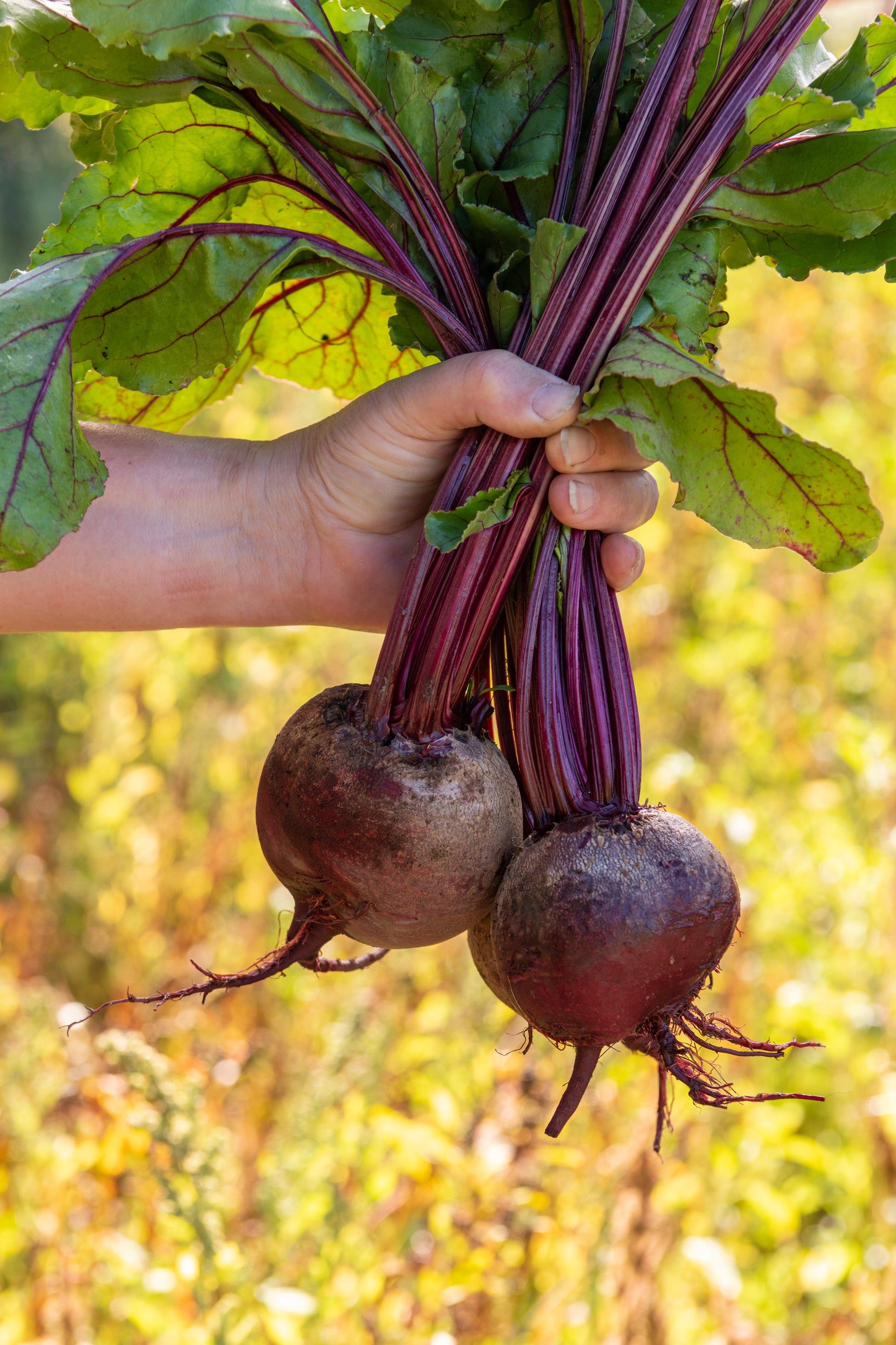 Ravishing Red Atlas F1 Beet – High Yielding Variety with Sweet Flavor 0