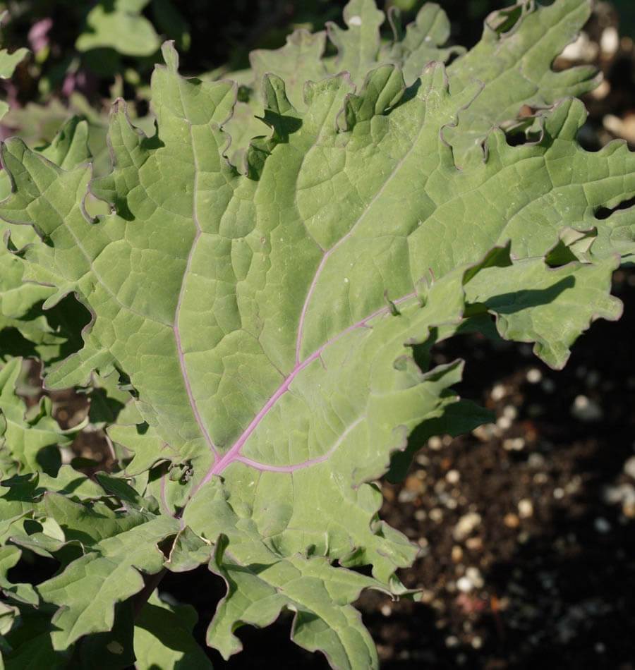 Ravishing Red Russian Kale Seeds – Heirloom Variety for Nutritious Salads and Cold Tolerance 0