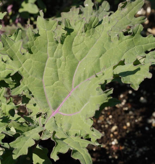 Ravishing Red Russian Kale Seeds – Heirloom Variety for Nutritious Salads and Cold Tolerance 0
