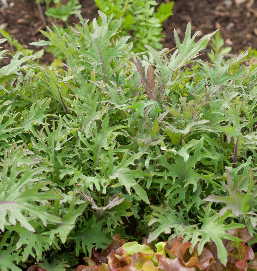 Ravishing Red Russian Kale Seeds – Heirloom Variety for Nutritious Salads and Cold Tolerance 1
