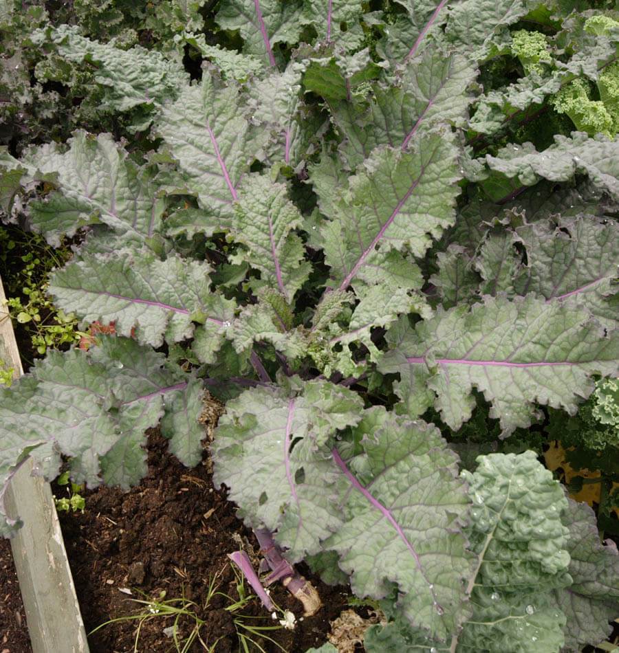 Ravishing Red Russian Kale Seeds – Heirloom Variety for Nutritious Salads and Cold Tolerance 2