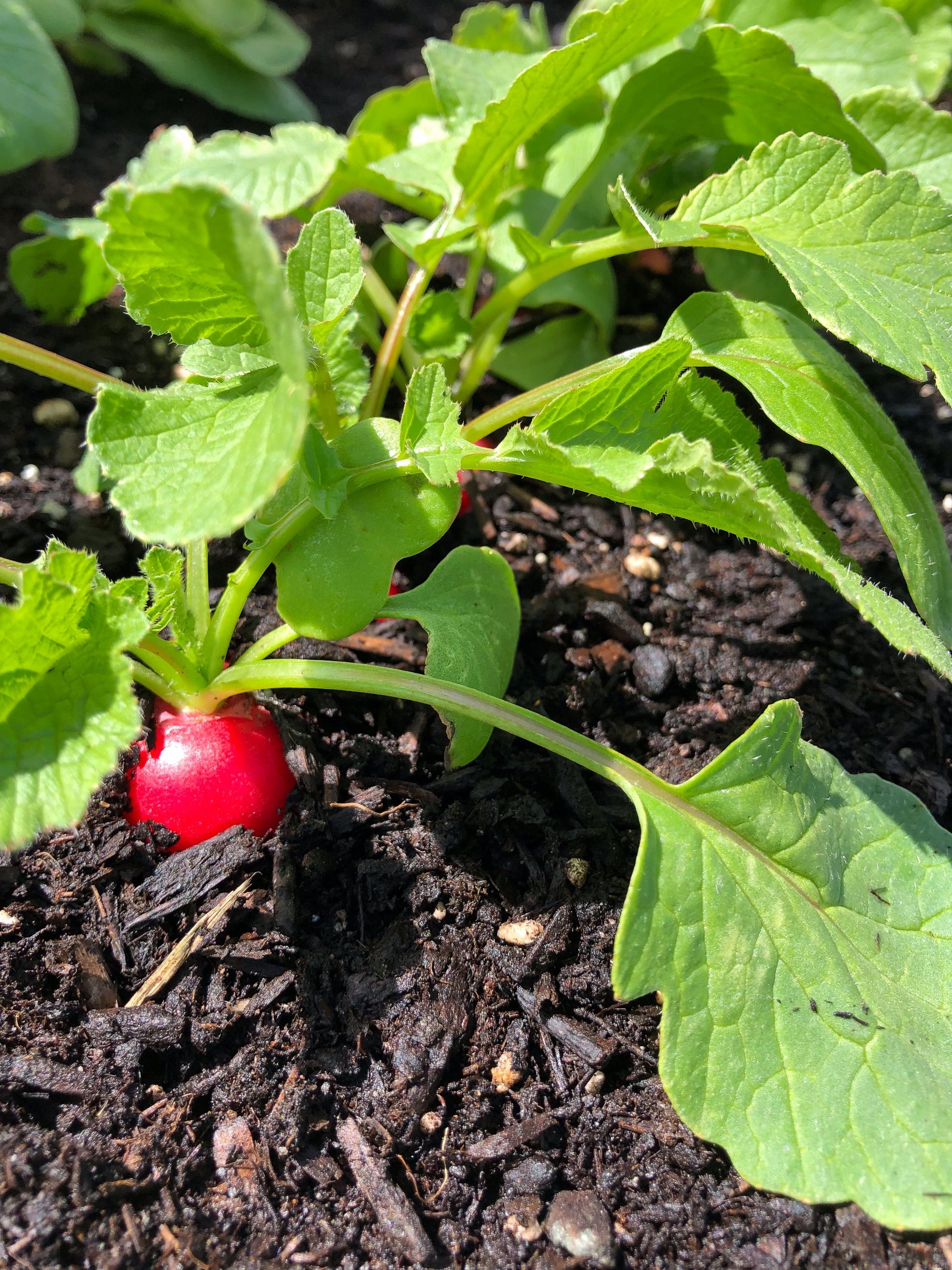 Raxe Organic Radish Seeds – Premium Quality for Home Gardeners, Resists Cracking and Pithiness for Healthier Growth 0