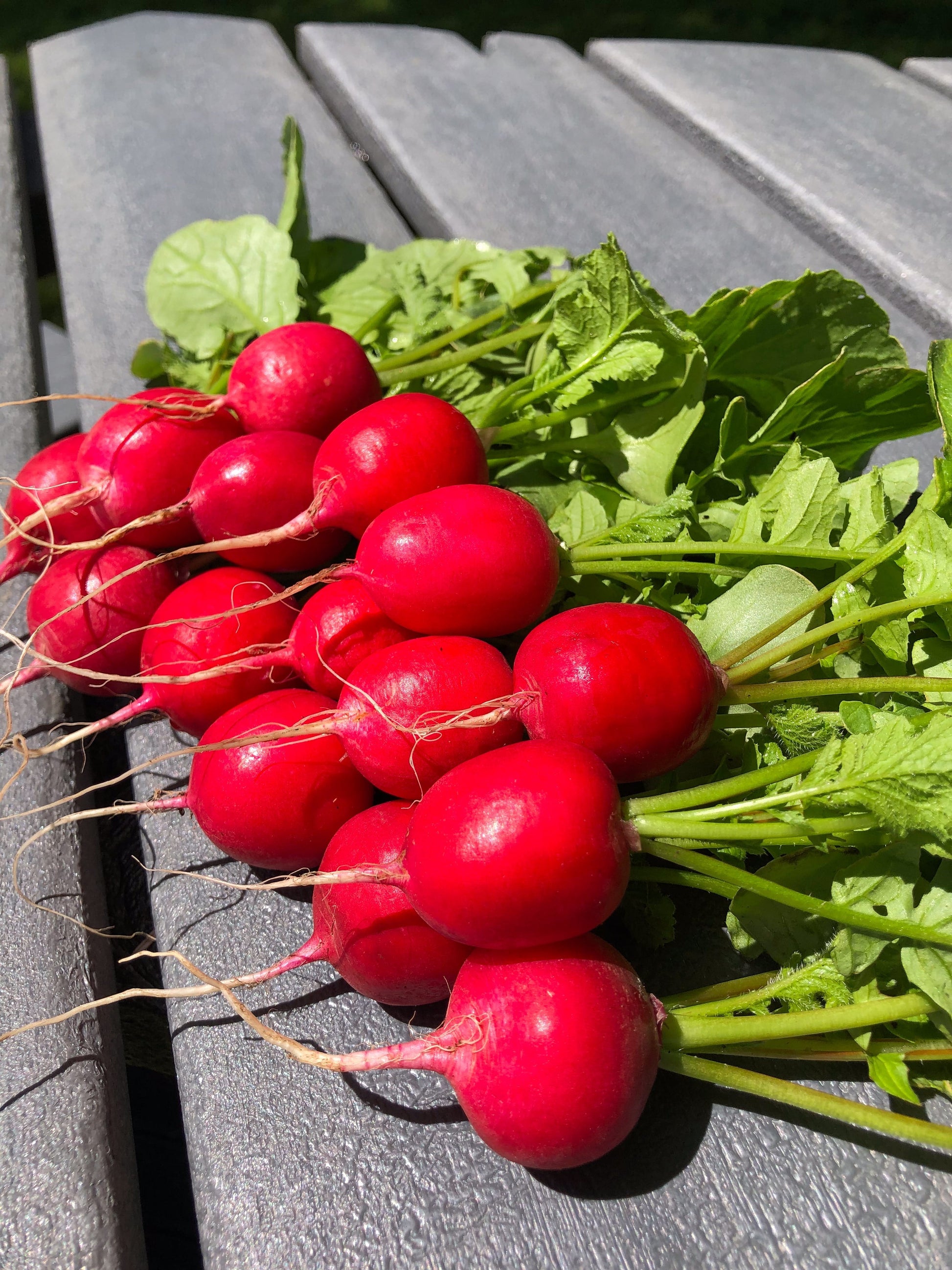 Raxe Organic Radish Seeds – Premium Quality for Home Gardeners, Resists Cracking and Pithiness for Healthier Growth 1