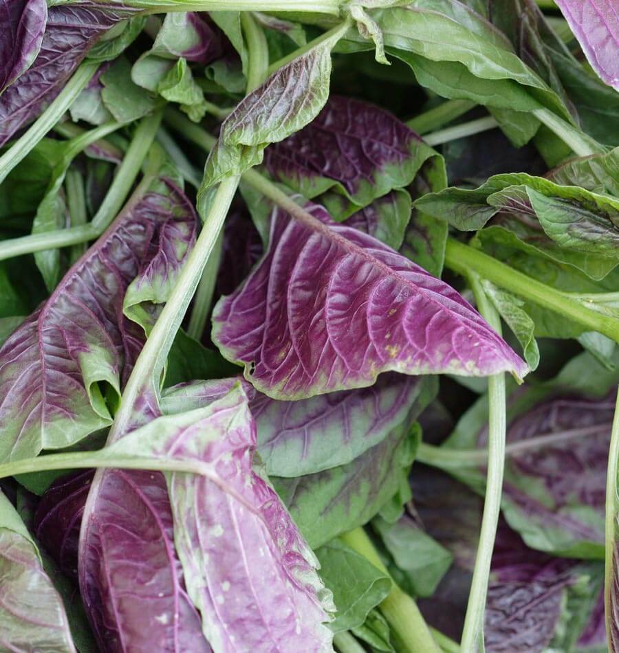 Red Leaf Amaranth Nutrient-Dense Leaf Vegetable – Ideal for Salads and Cooking 0