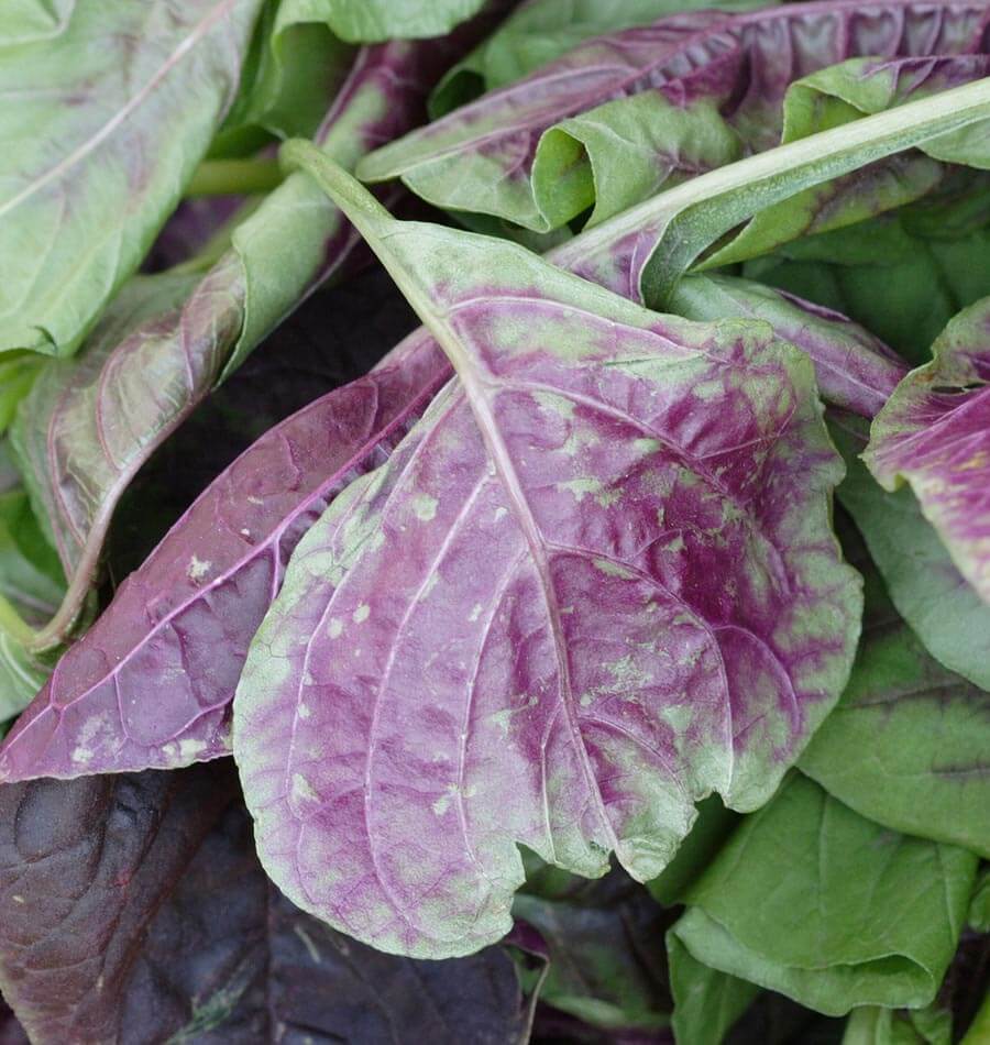 Red Leaf Amaranth Nutrient-Dense Leaf Vegetable – Ideal for Salads and Cooking 1