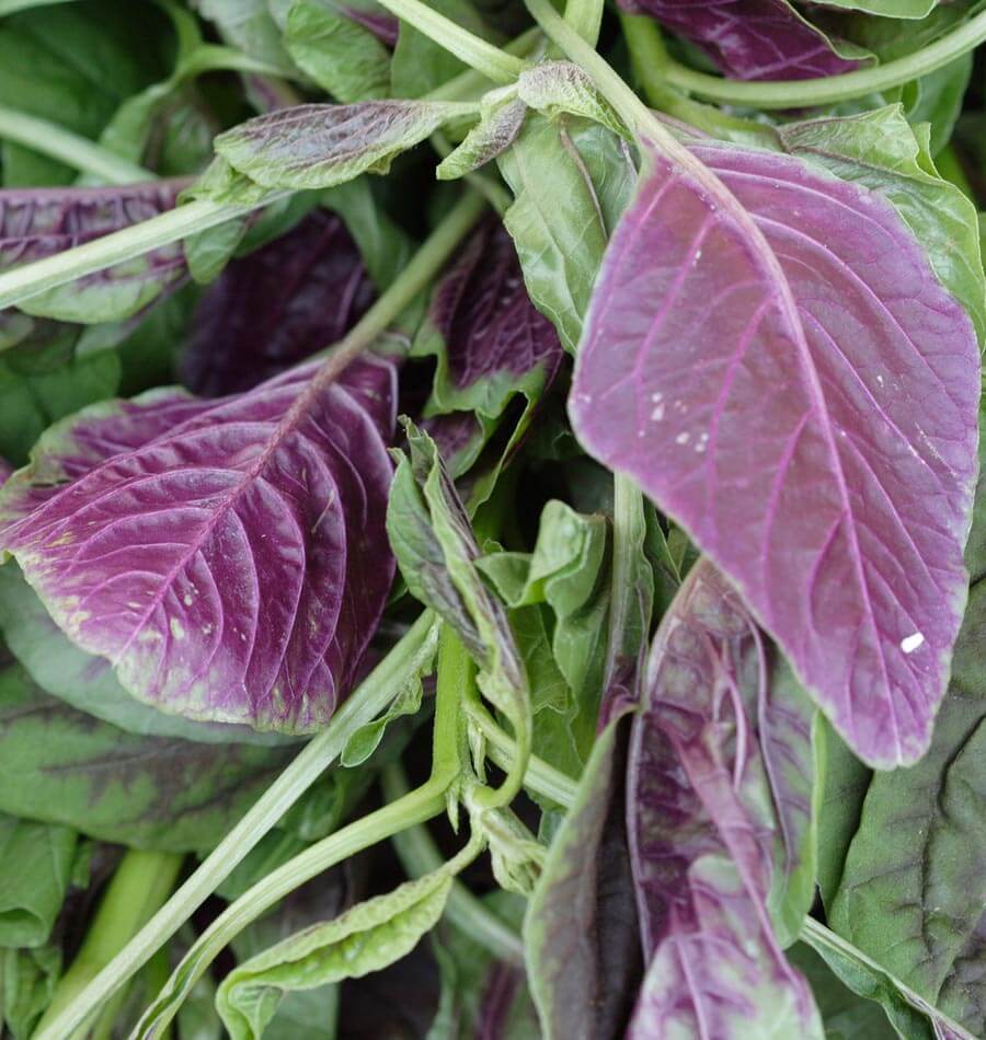 Red Leaf Amaranth Nutrient-Dense Leaf Vegetable – Ideal for Salads and Cooking 2