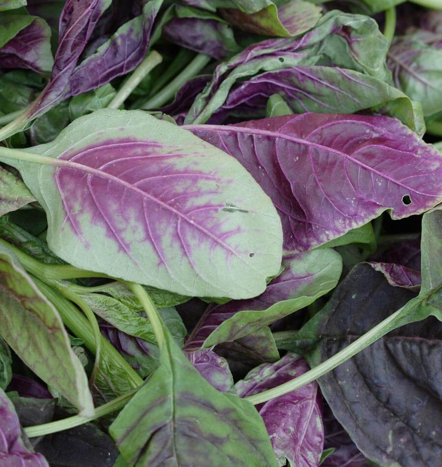 Red Leaf Amaranth Nutrient-Dense Leaf Vegetable – Ideal for Salads and Cooking 3