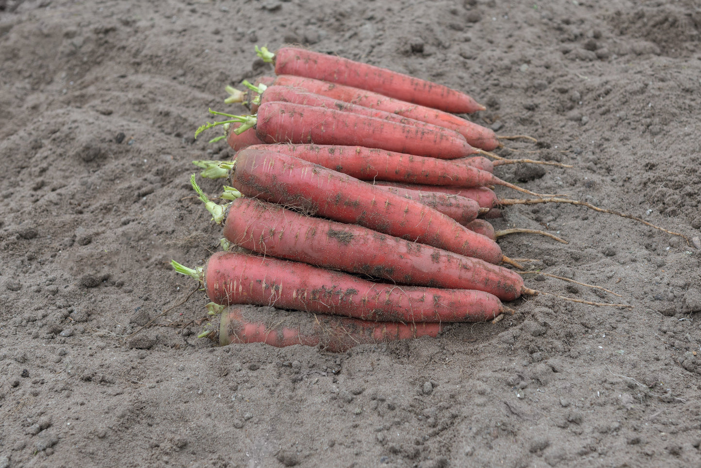 Redsun F1 Vegetable Seeds – Nutrient-Dense Carrots Rich In Lycopene For Sweet Flavorful Fall Harvest Meals 0