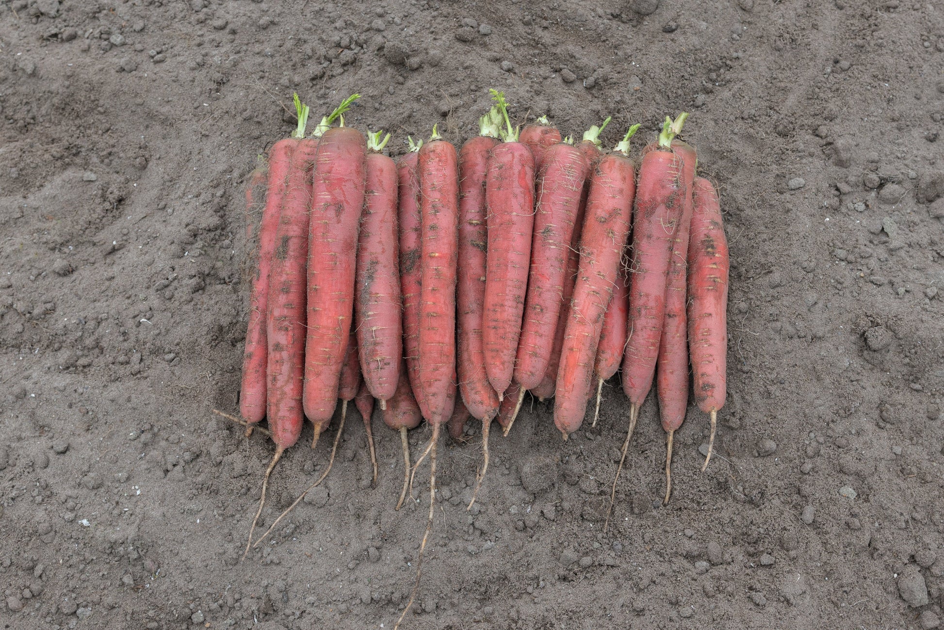 Redsun F1 Vegetable Seeds – Nutrient-Dense Carrots Rich In Lycopene For Sweet Flavorful Fall Harvest Meals 1
