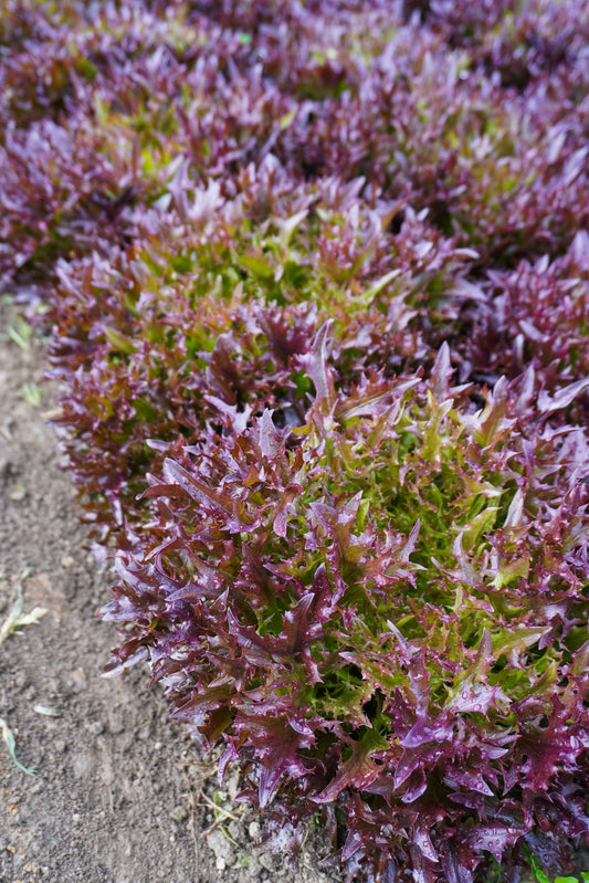 Rhone Organic Red Tango Lettuce – High-Yielding Salad Green for Fresh Salads and Easy Harvesting 0