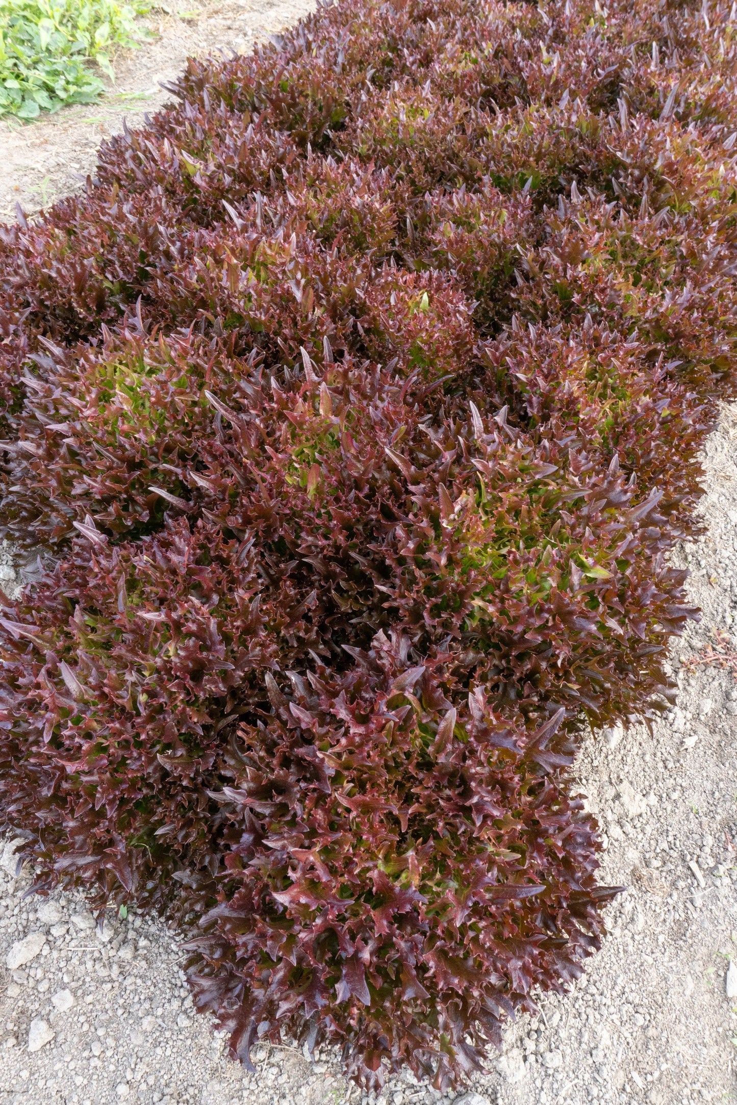 Rhone Organic Red Tango Lettuce – High-Yielding Salad Green for Fresh Salads and Easy Harvesting 1