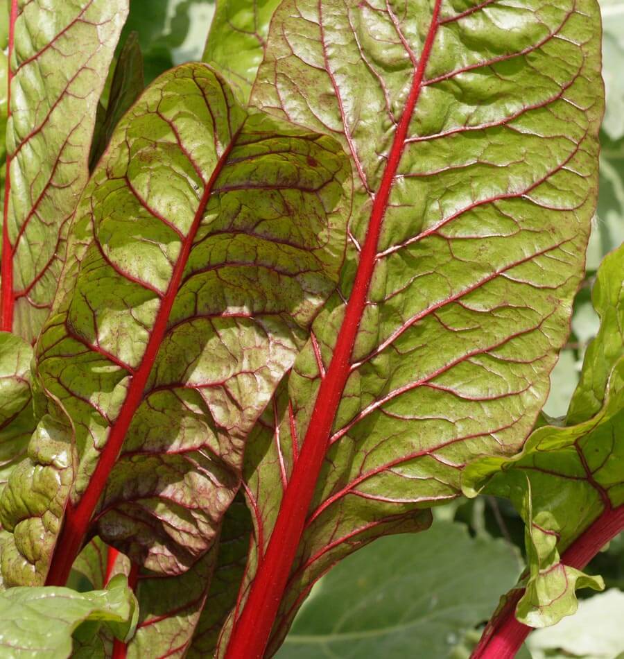 Rhubarb Chard Heirloom Vegetable Seeds – Vibrant Color and Nutrient-Rich Greens 0