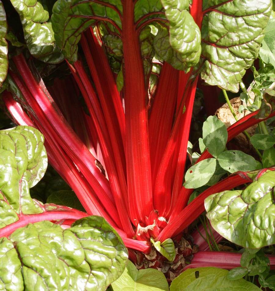 Rhubarb Chard Heirloom Vegetable Seeds – Vibrant Color and Nutrient-Rich Greens 1