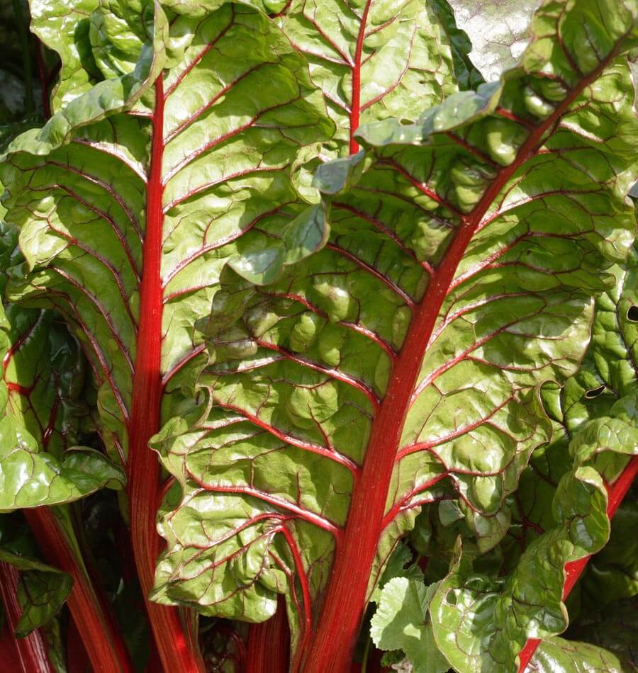 Rhubarb Chard Heirloom Vegetable Seeds – Vibrant Color and Nutrient-Rich Greens 2