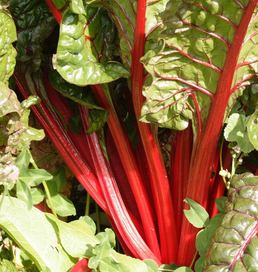 Rhubarb Chard Heirloom Vegetable Seeds – Vibrant Color and Nutrient-Rich Greens 3