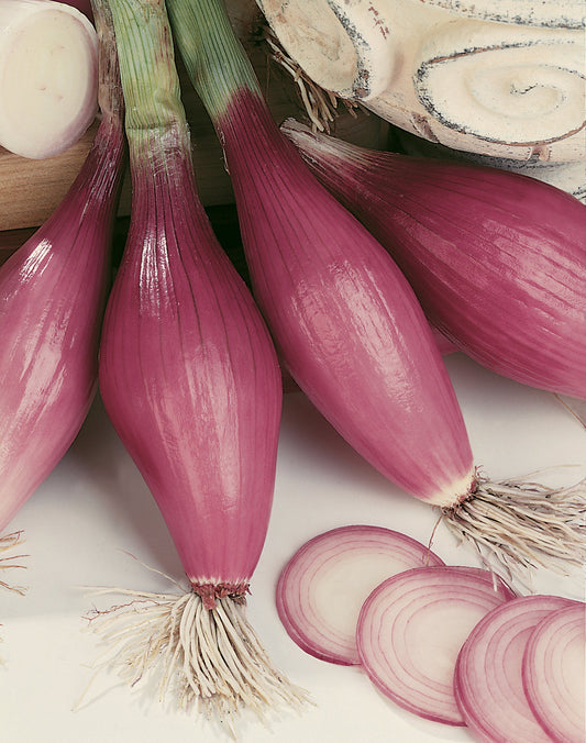 Rossa Women’s Purple Heirloom Onion – Elongated Shape With Sweet Flavor for Culinary Use 0