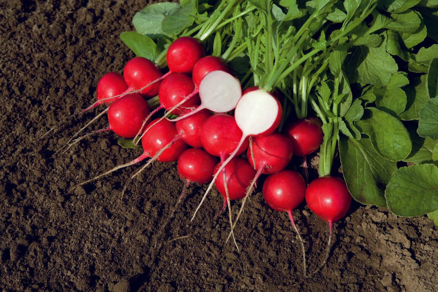 Rover Radish Gardeners Vegetable – Consistent Growth and Crisp Texture 0