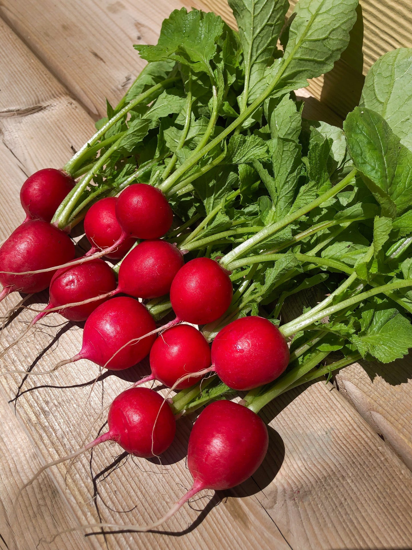 Rover Radish Gardeners Vegetable – Consistent Growth and Crisp Texture 1